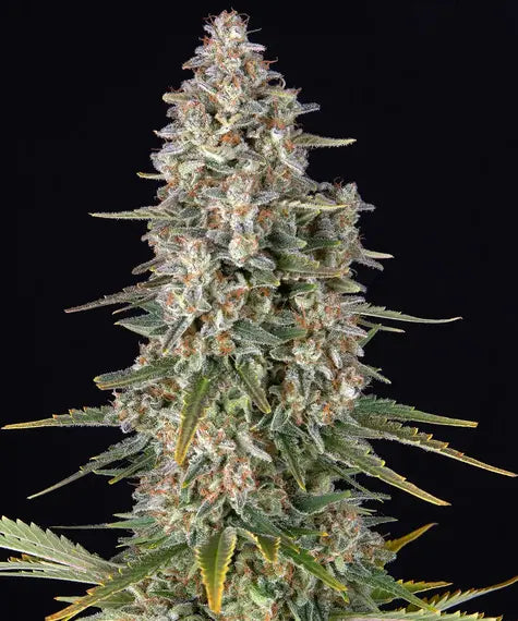 Apple Fritter - Bild 1 von 6