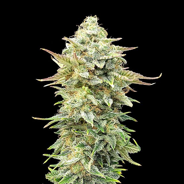 Pineapple Dream - Bild 1 von 2