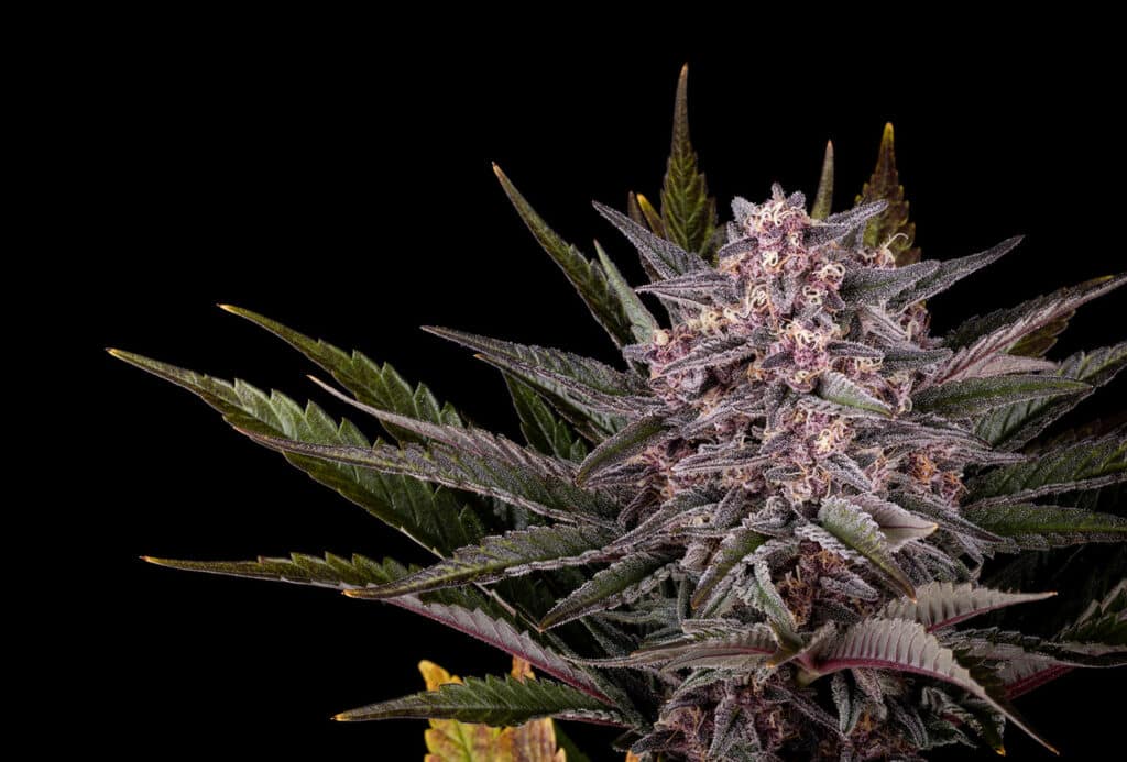 Pink Gelato Cannabis Samen kaufen bei Leaf & Soul