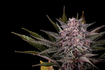 Pink Gelato Cannabis Samen kaufen bei Leaf & Soul