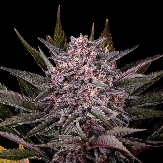 Pink Gelato - Cannabis-Samen von Kannabia