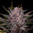 Pink Gelato