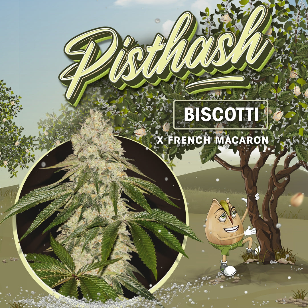 Pisthash - Bild 1 von 6