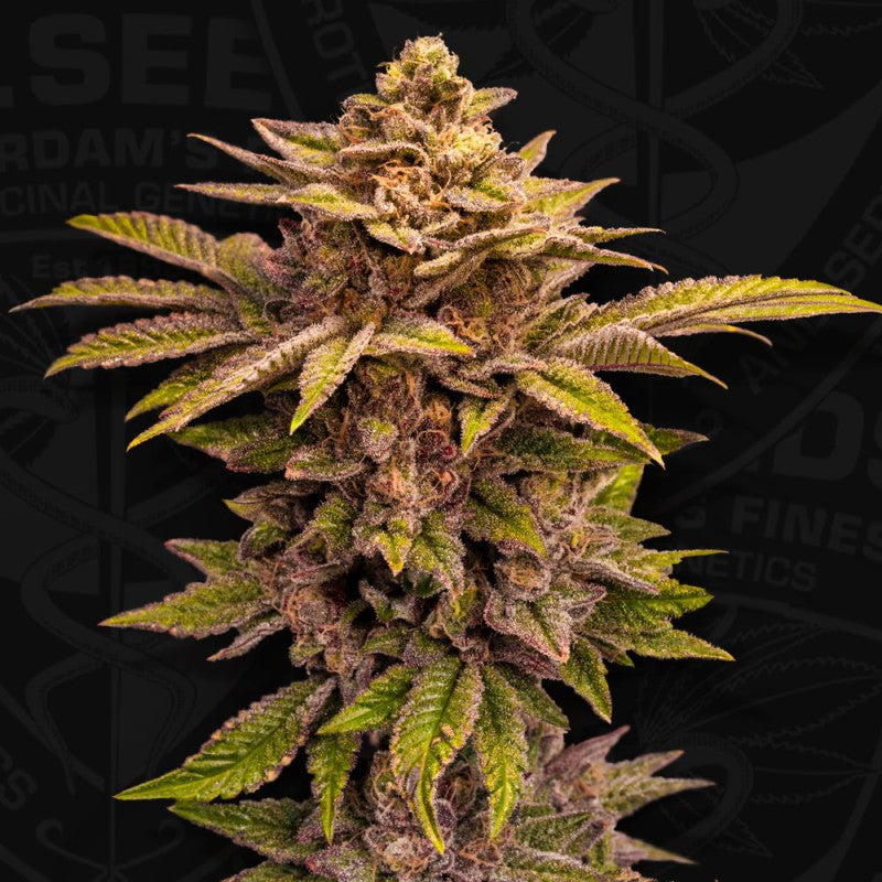 Pure Lemon Cherry - Bild 3 von 6