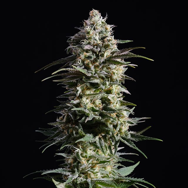 Pure Skunk Go Fast - Cannabis-Samen von Kannabia