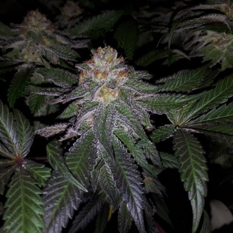 Purple Banana Cream - Bild 3 von 6
