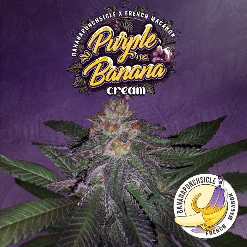 Purple Banana Cream - Bild 2 von 6