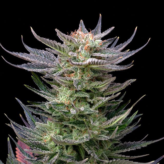 Purple Dream Auto - Bild 1 von 2