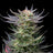 Purple Dream Auto