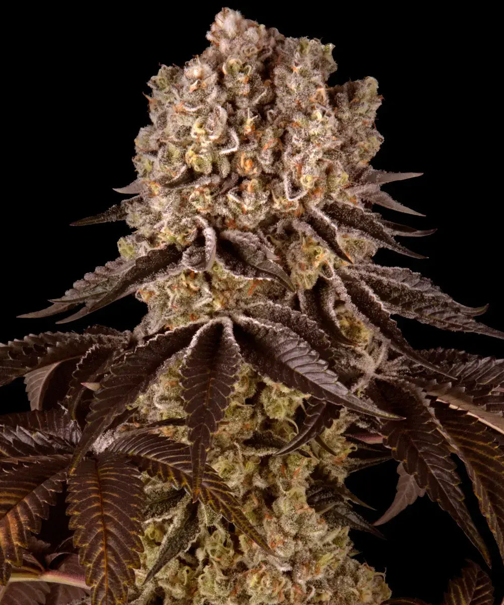 GrandDaddy Purple - Bild 2 von 6