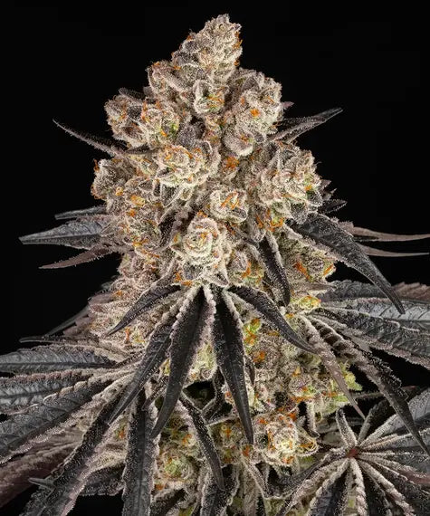 Rainbow Sherbet - Cannabis-Samen von Barney's Farm