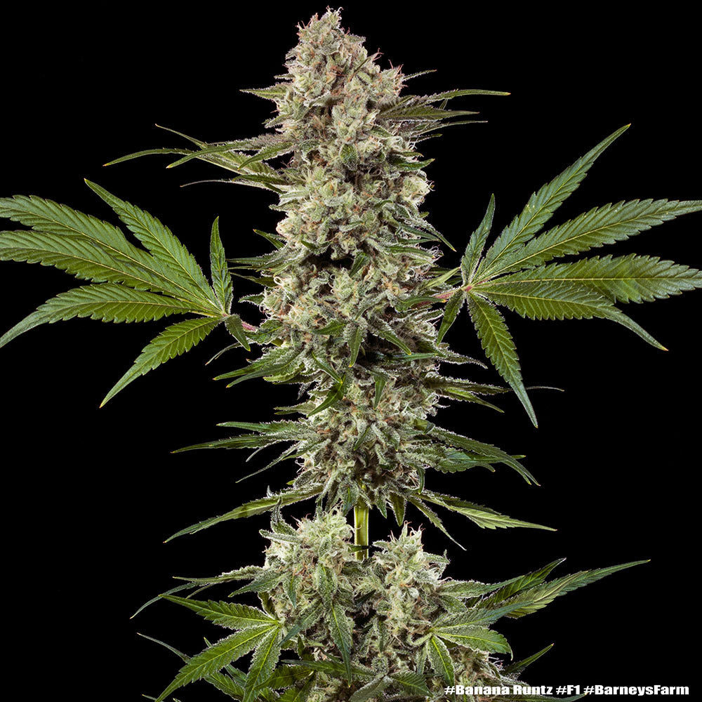 Runtz Cannabis Samen kaufen bei Leaf & Soul