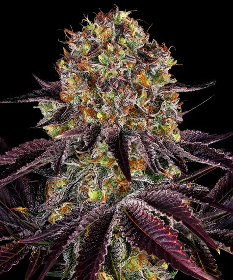 Runtz Auto - Cannabis-Samen von Barney's Farm