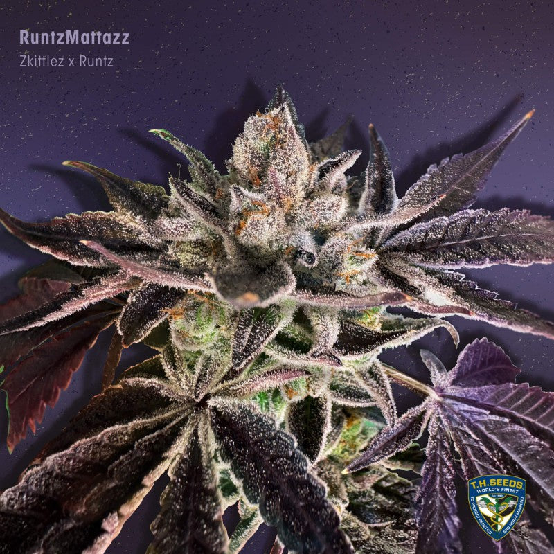 RuntzMattazz - Bild 6 von 6