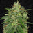 S.A.G.E. n Sour