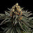 Sativa Dream