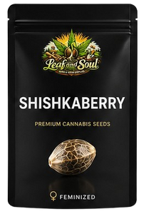 Shishka Berry