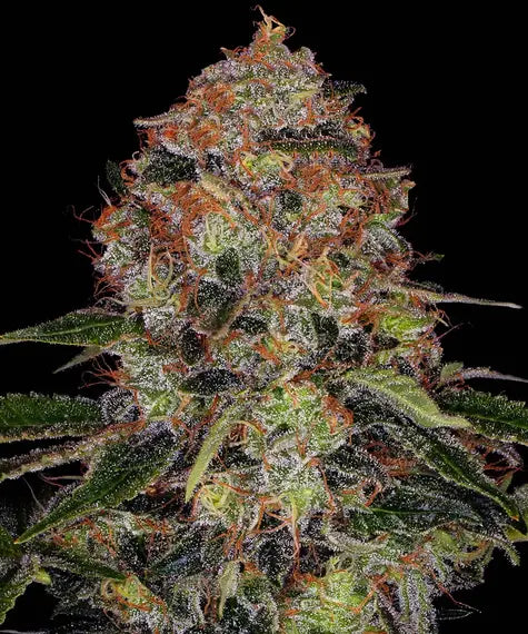 Shiskaberry - Cannabis-Samen von Barney's Farm
