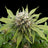 Silver Widow