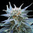 Skunk+