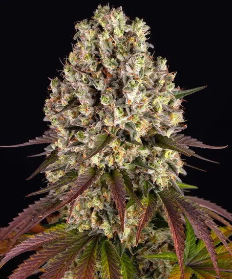 Sour Diesel - Cannabis-Samen von Barney's Farm