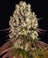 Sour Diesel Auto
