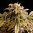 Speedy Boom Auto