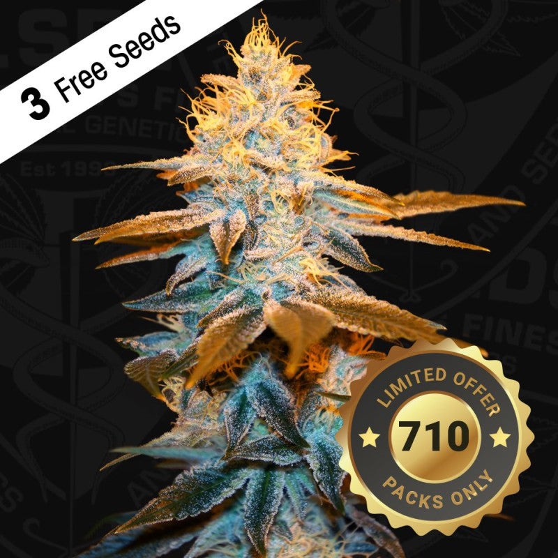 Strawberry Glue 710 Special Pack - Bild 5 von 6