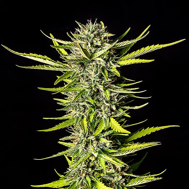 Strawberry Haze Auto - Cannabis-Samen von Kannabia
