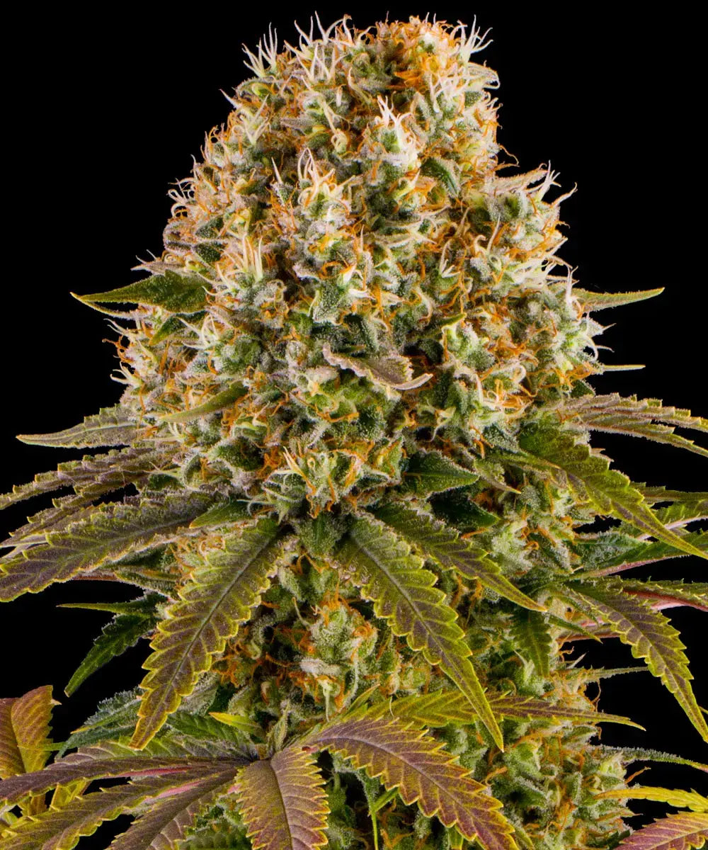 Amnesia Lemon Strain - Bild 3 von 7