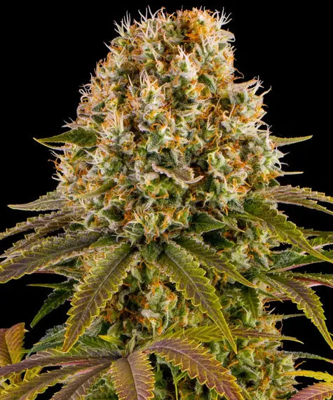 Strawberry Cheesecake Auto - Cannabis-Samen von Barney's Farm