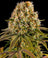 Lemon Haze Auto