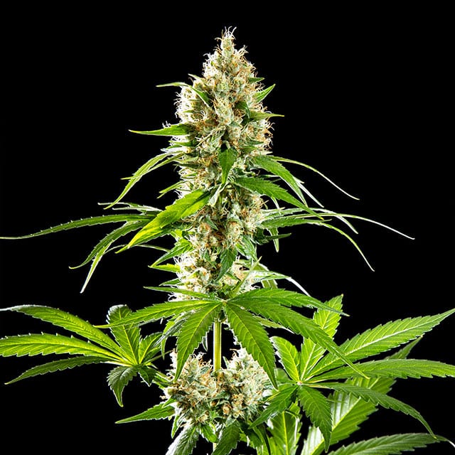Sunset Sherbet - Cannabis-Samen von Kannabia