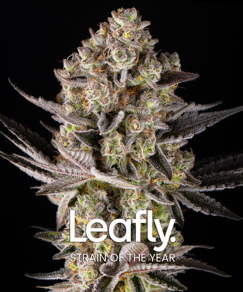 Super Boof - Cannabis-Samen von Barney's Farm