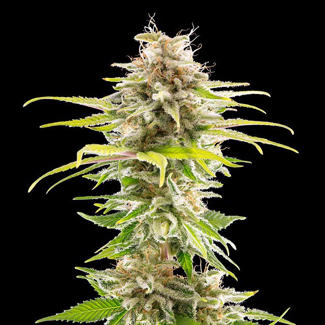 Super OG Kush - Bild 1 von 2