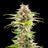Super OG Kush