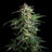 Swiss Dream Auto Cbd