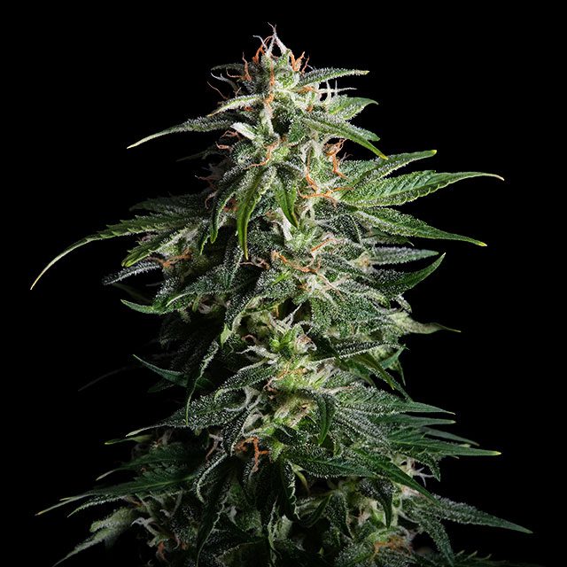 Swiss Dream Auto Cbd - Bild 2 von 2