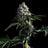 Swiss Dream Cbd