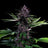 Swiss Dream Rosé Auto Cbd