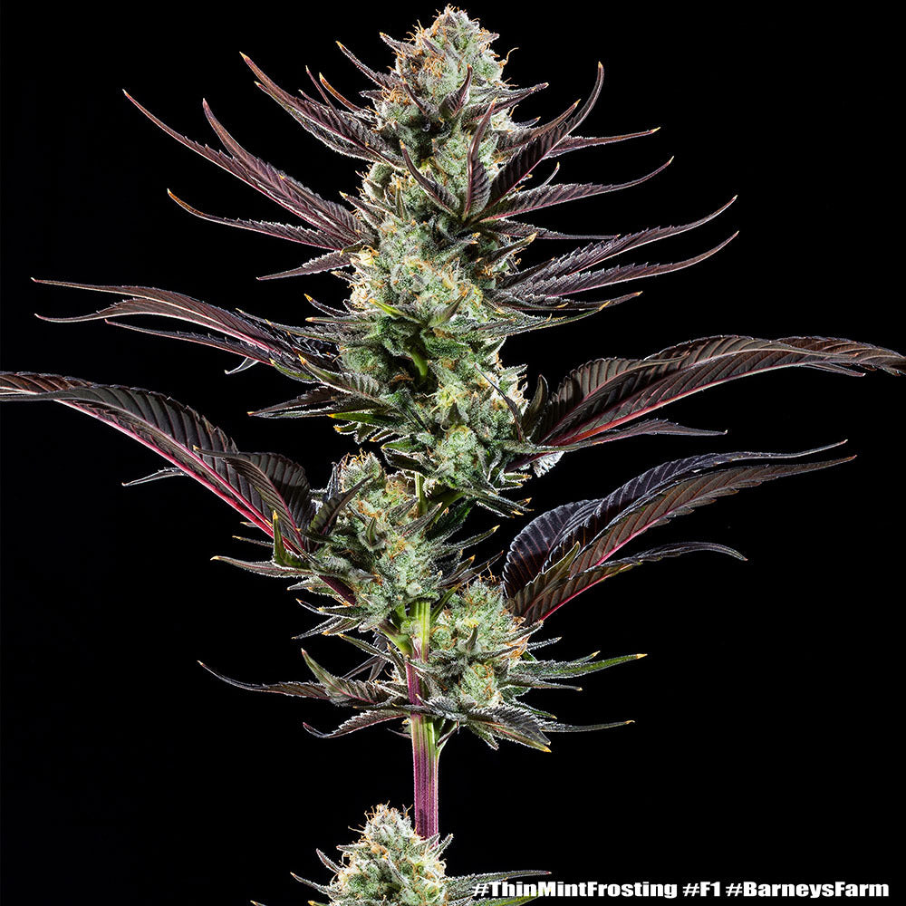 Thin Mint Frosting Cannabis Samen kaufen bei Leaf & Soul