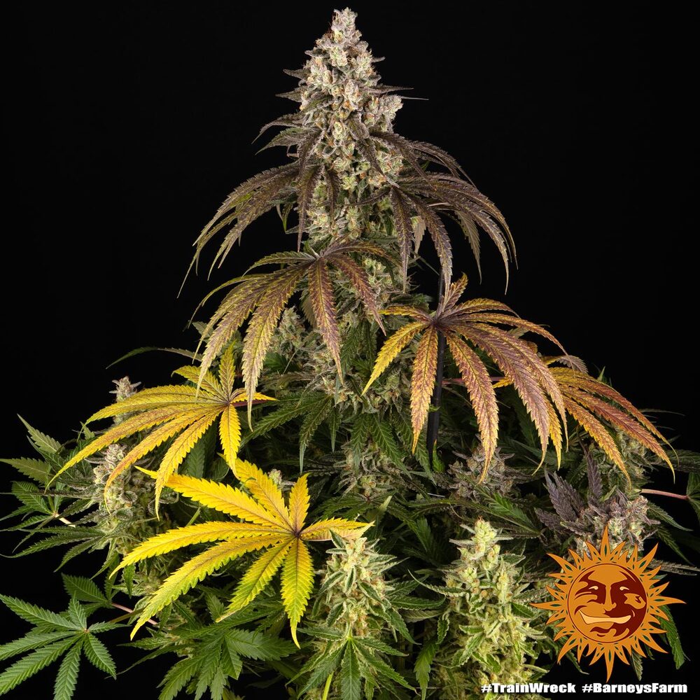 Trainwreck - Cannabis-Samen von Barney's Farm