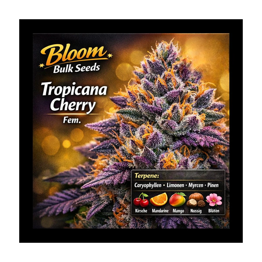 Tropicana Cherry