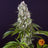Tropicanna Banana