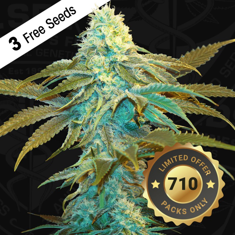 Vanilla Sundae 710 Special Pack - Bild 5 von 6