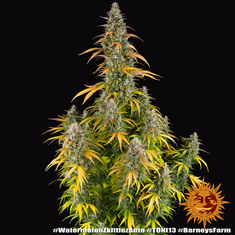 Watermelon Z Auto - Cannabis-Samen von Barney's Farm