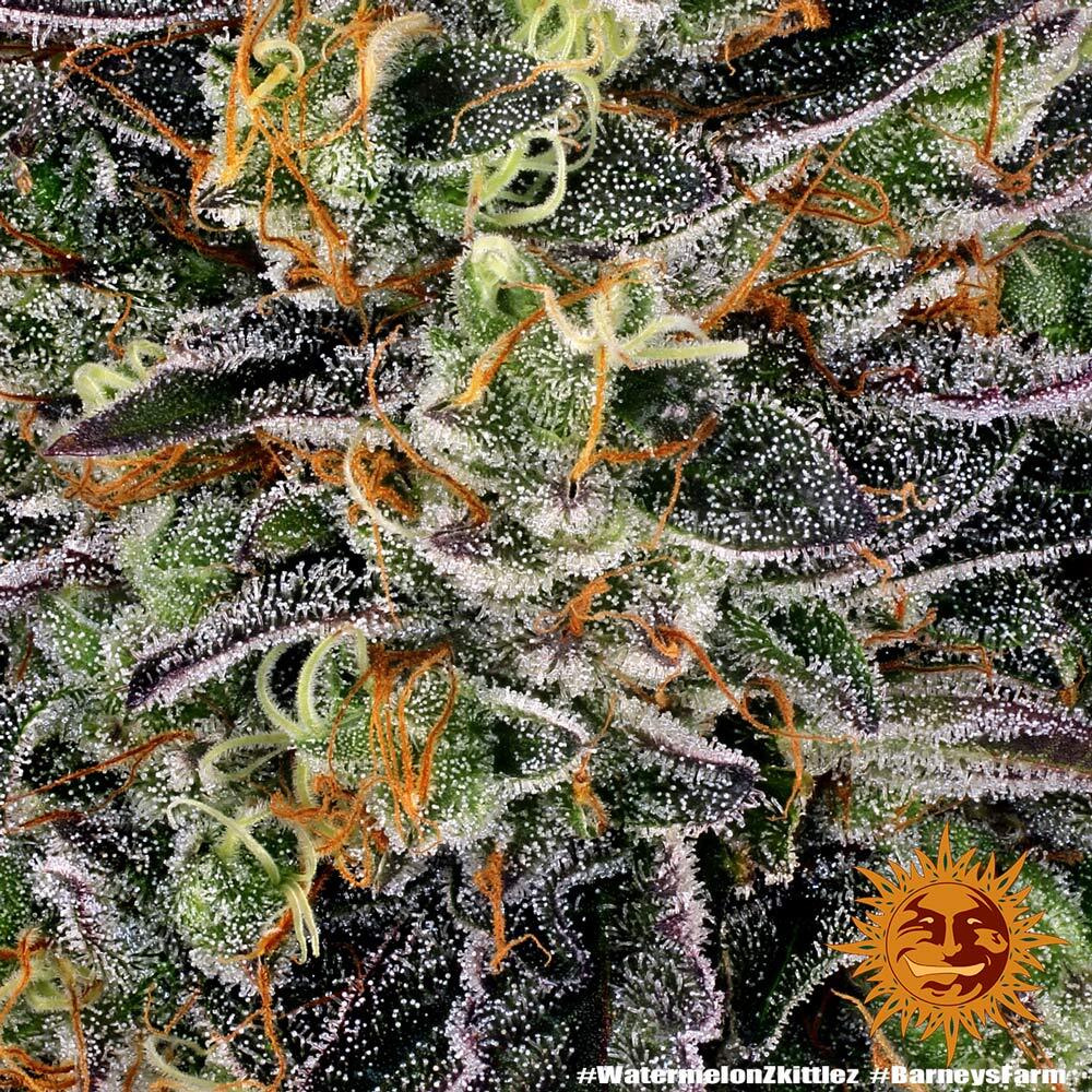 Watermelon Z - Cannabis-Samen von Barney's Farm