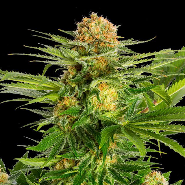 White Domina - Bild 1 von 2