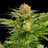White Domina