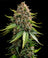 White Widow XXL Auto